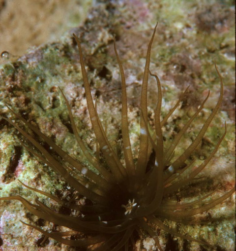 Aiptasia pulchella